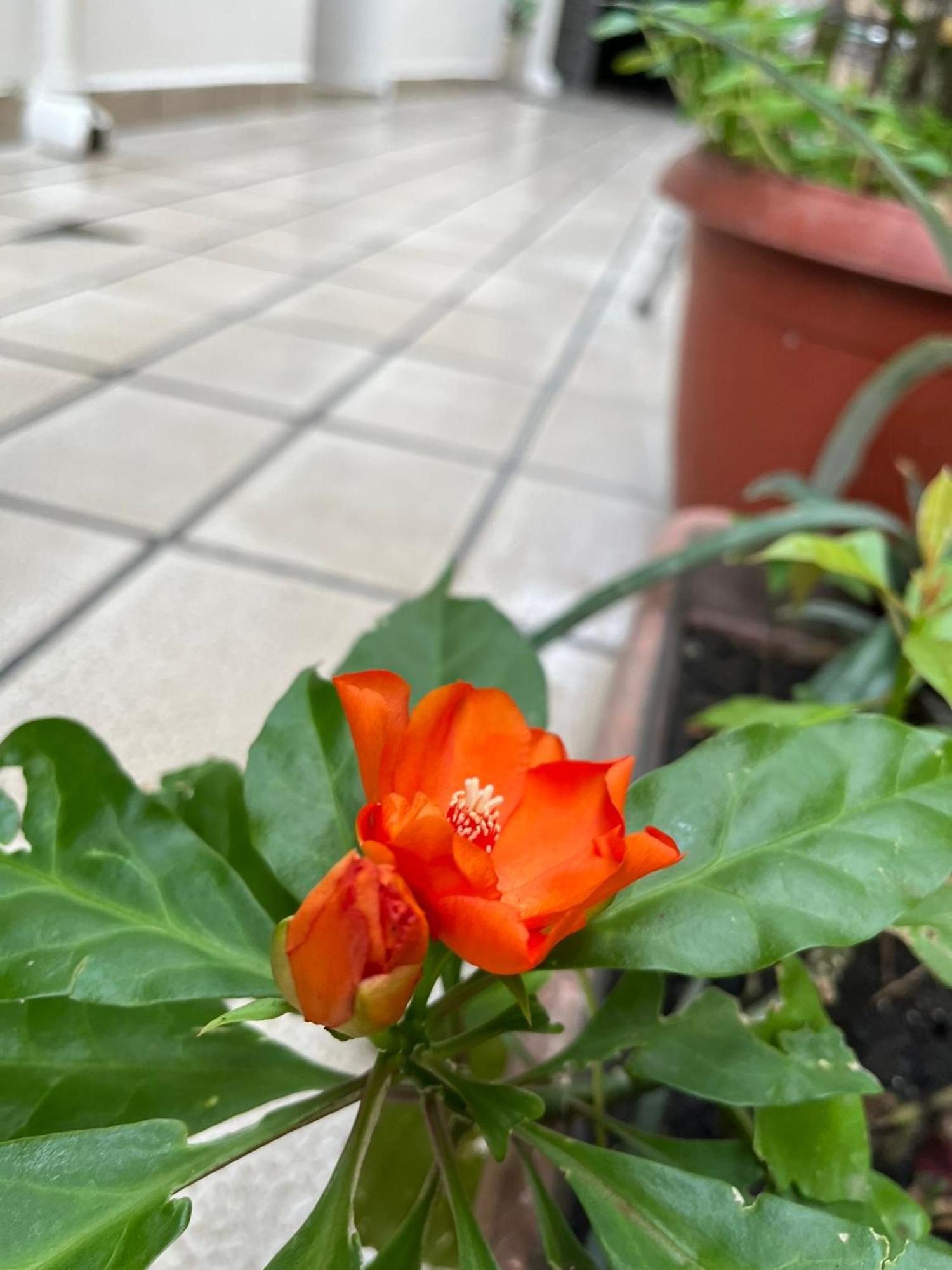 Aldeia Hostel Manaus Luaran gambar